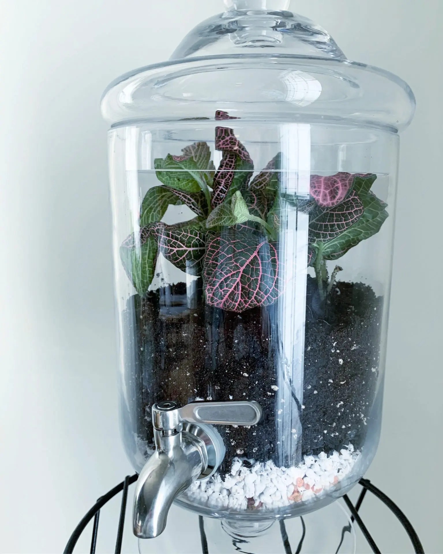DIY Closed Terrarium, Layer by Layer Sprouts and Stems