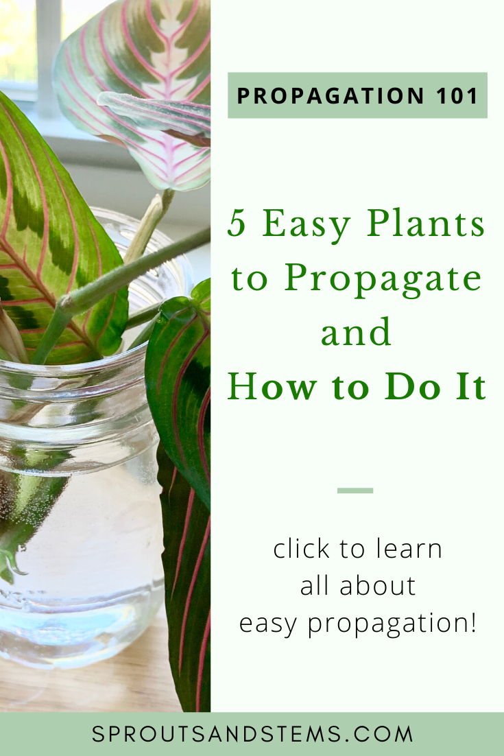 5 Easy Plants to Propagate and How to Do It Sprouts and Stems