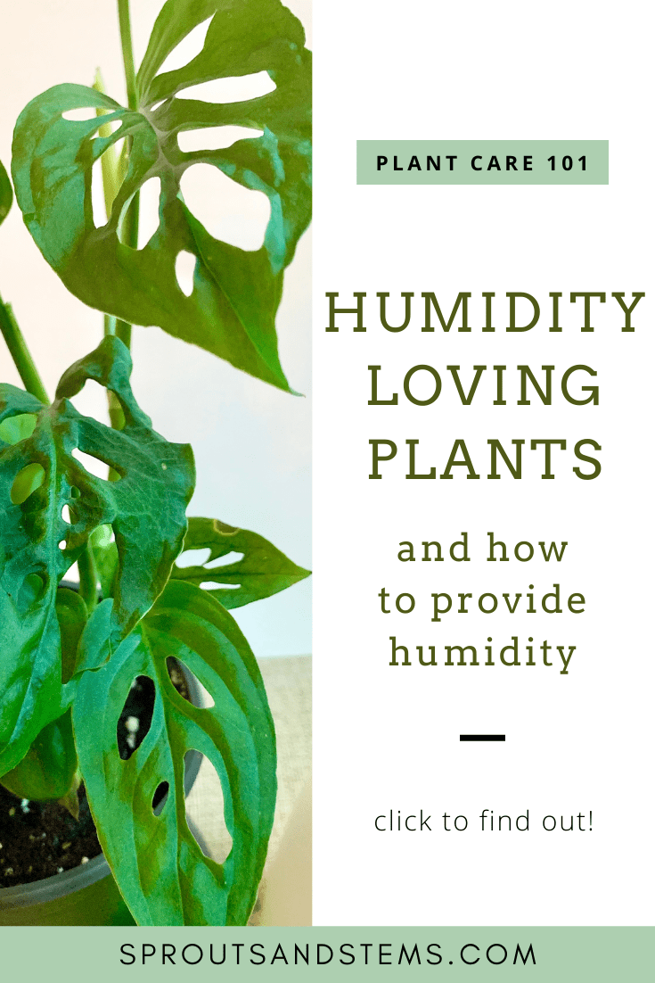 HumidityLoving Houseplants and How to Provide Humidity Sprouts and Stems