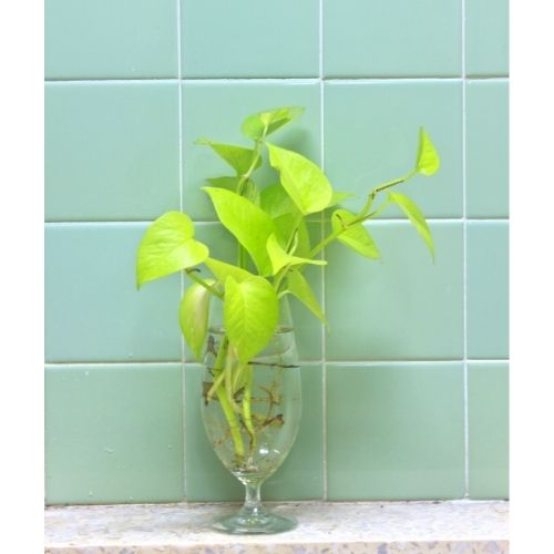 Neon Pothos Care, Propagation, and More Sprouts and Stems