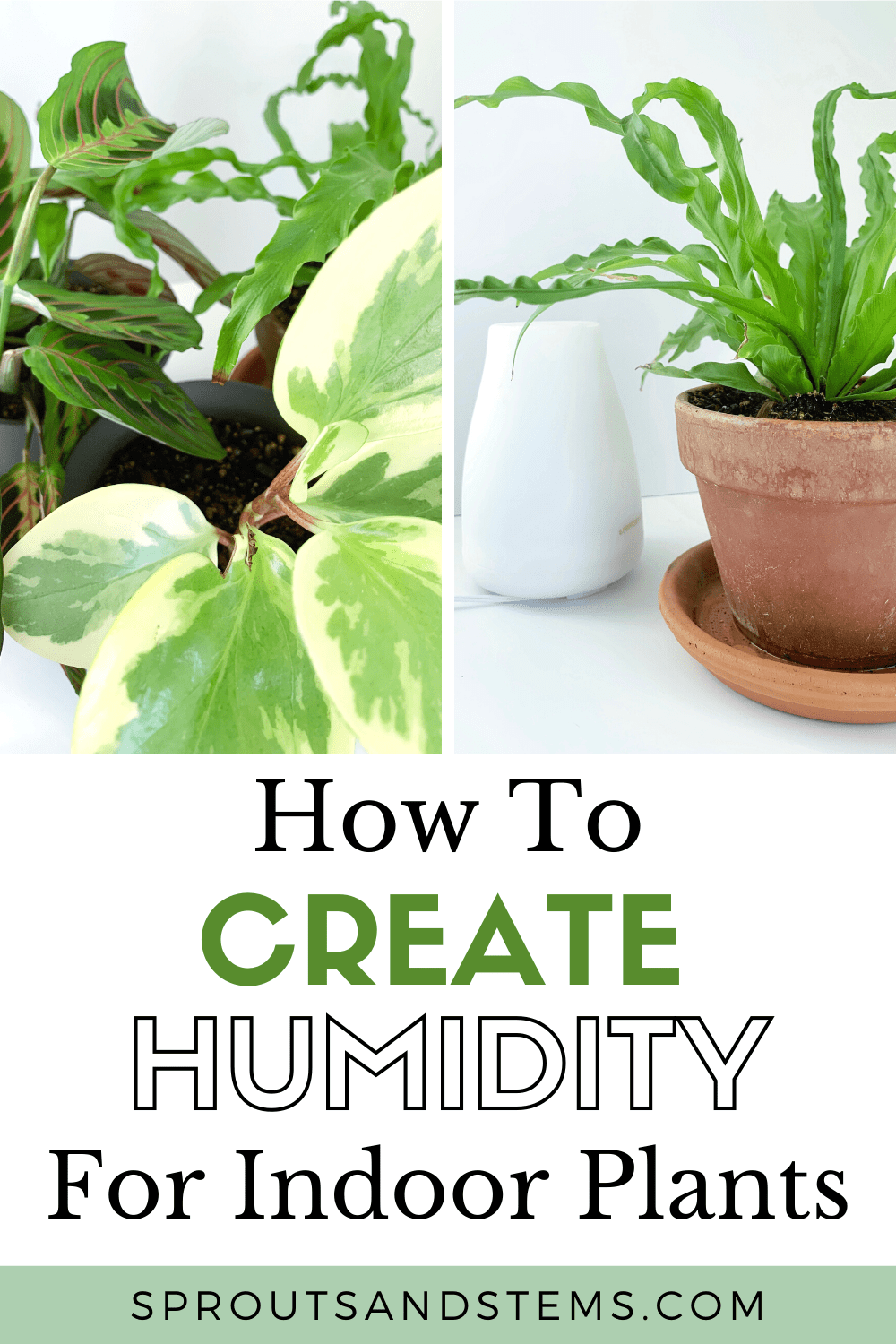 How to Create Humidity for Your Houseplants Sprouts and Stems