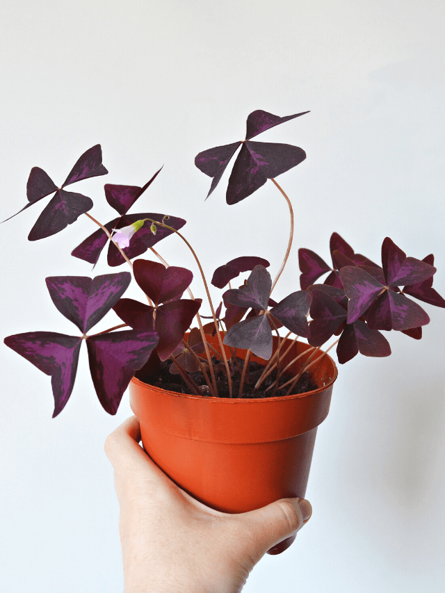Oxalis Triangularis Propagation 2 Easy Ways! Sprouts and Stems