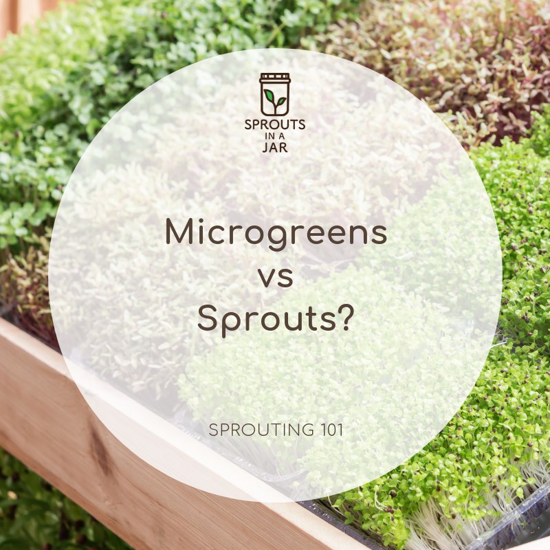 Sprouting 101 Microgreen vs Sprout? Sprouts In A Jar