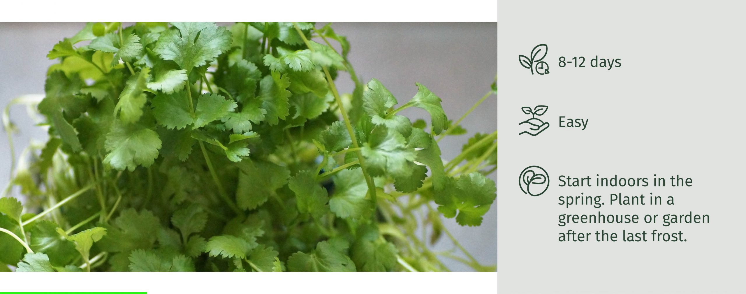 Coriander SproutWorld