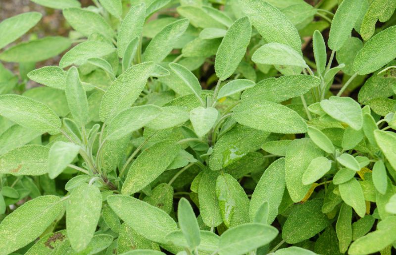 Which Plants Like Wood Ashes?