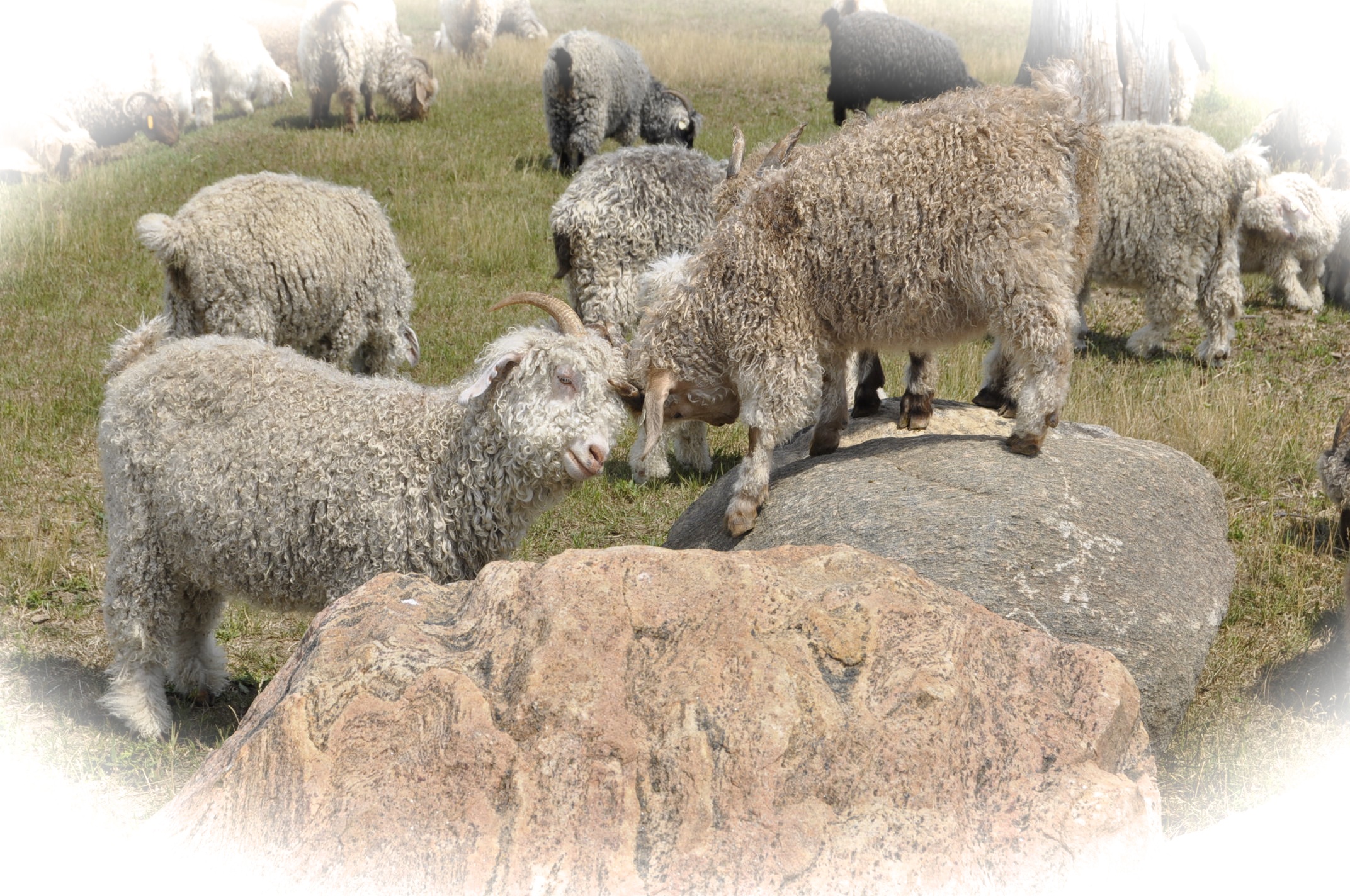 Angora Goats AAGBA Angora Goats, Mohair, and Wool