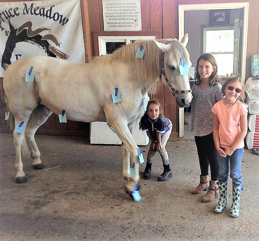 Horse Camp Spruce Meadow Farm