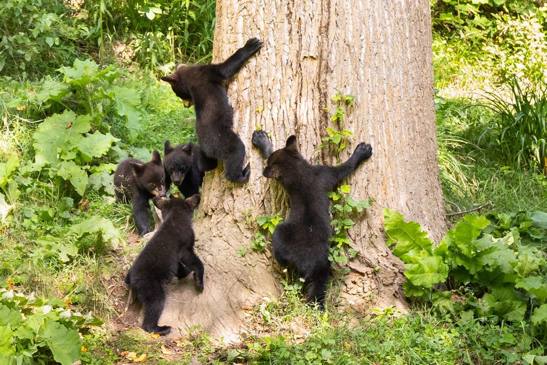 What Do American Black Bears Eat? Barry Spruce Photography Tours