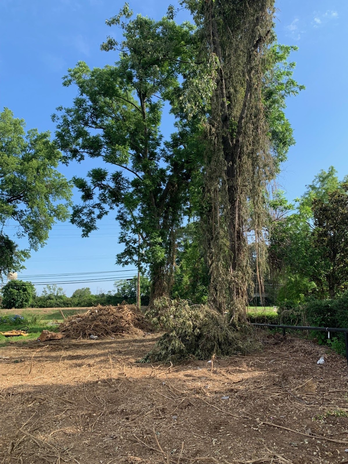 Spruce Up Tree Care of Memphis, TN, Undertakes Lot Clearing for a