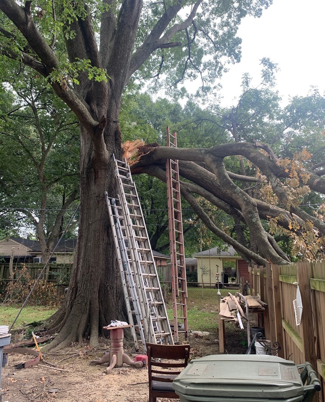 Photo Gallery Spruce Up Tree Care