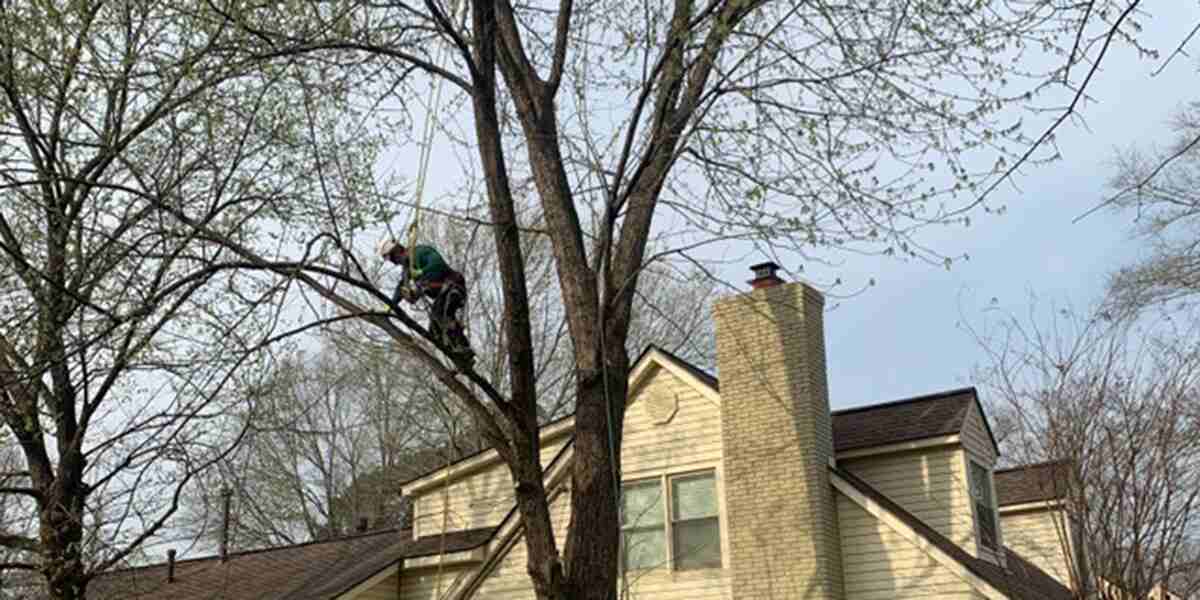 How to Know If You Over Pruned Your Tree and How to Avoid It