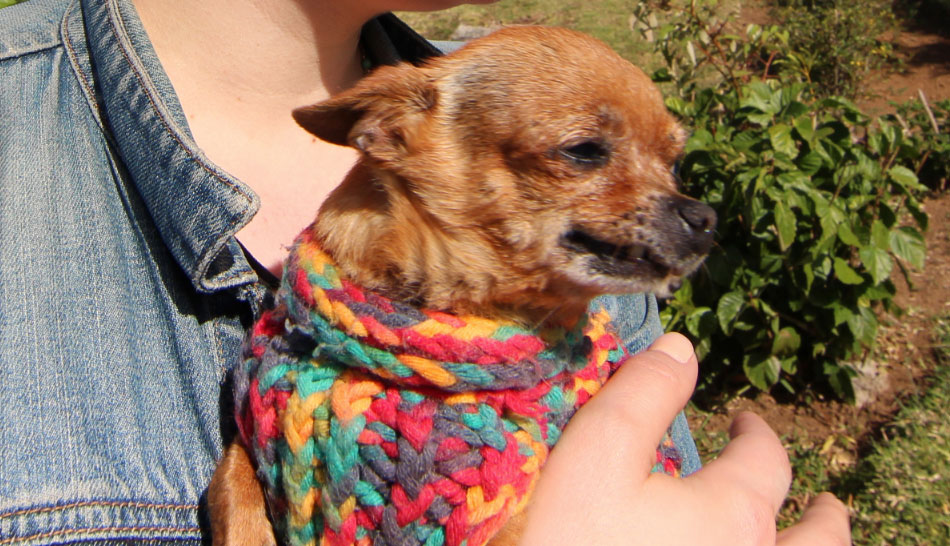 Meet Rainbow Sprinkles, Perro de Costa Rica Sprudge Coffee