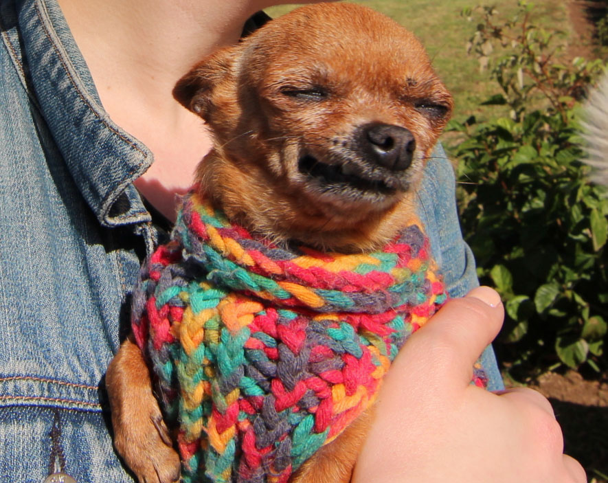 Meet Rainbow Sprinkles, Perro de Costa Rica Sprudge Coffee