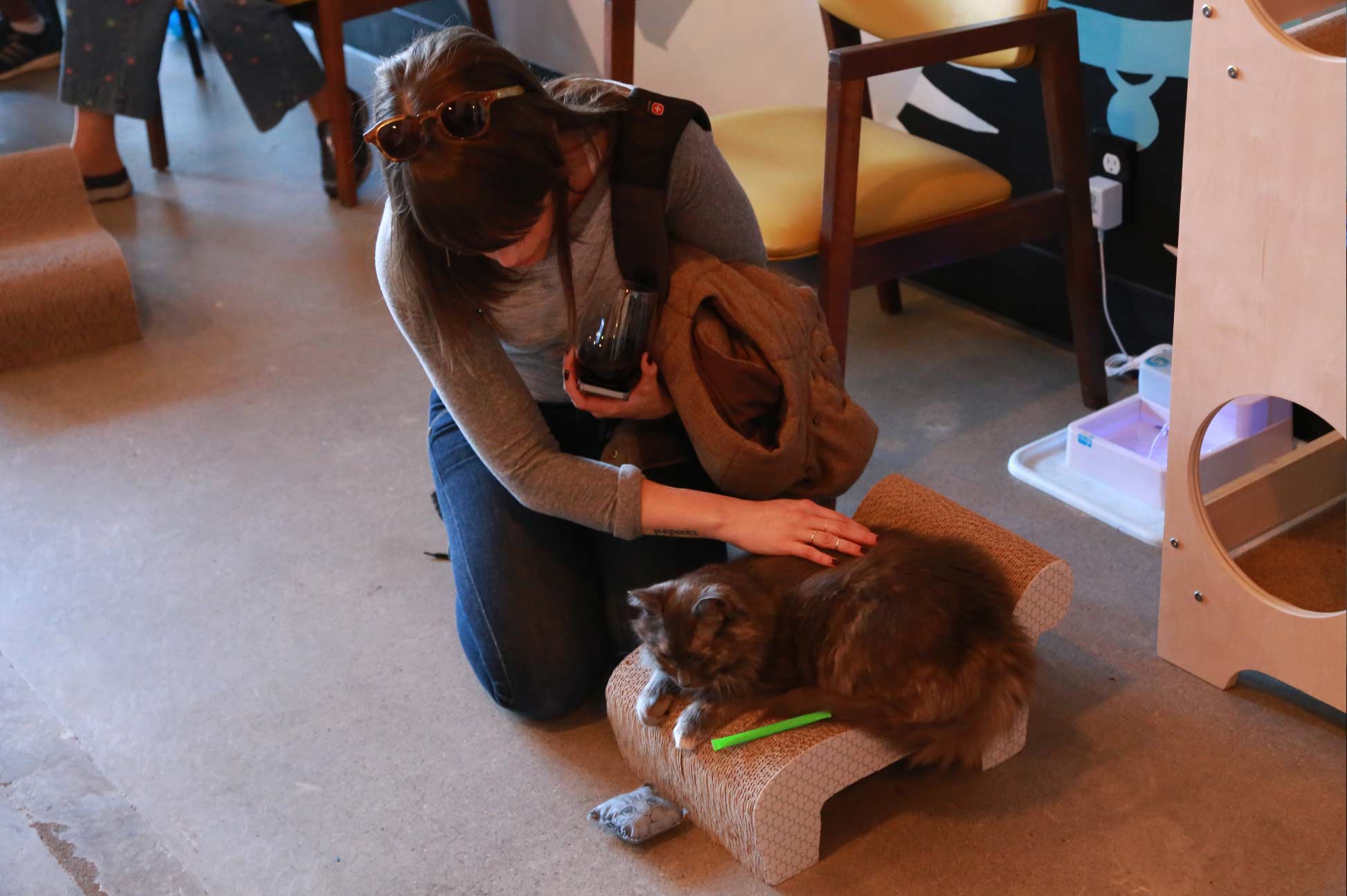 Inside Purringtons Cat Lounge, Portland's Very First Cat Cafe