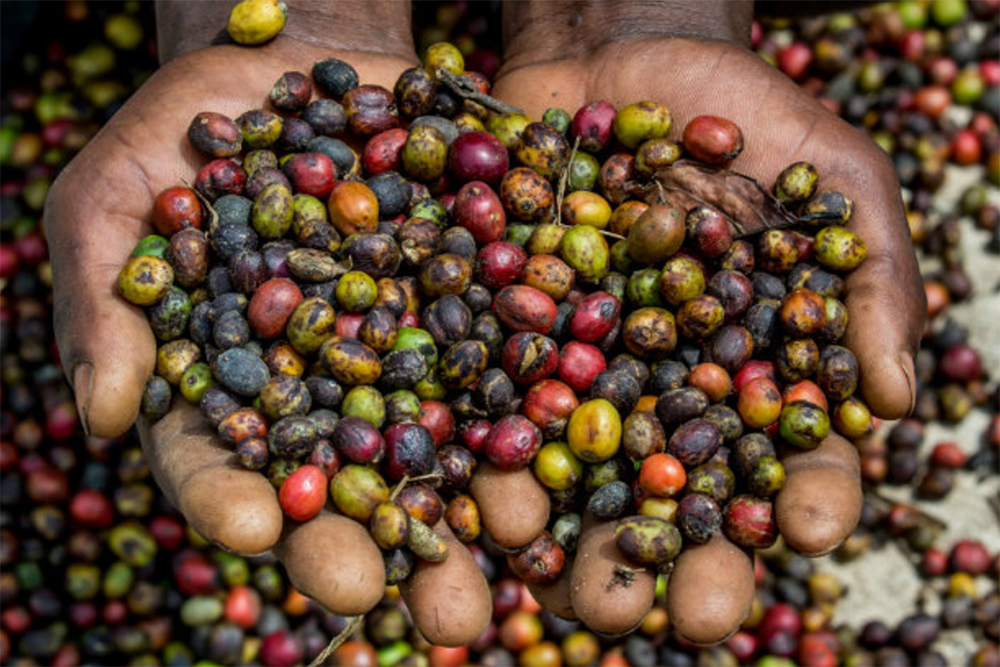 A New Study Shows The Ugly Side Of Coffee Production In Uganda