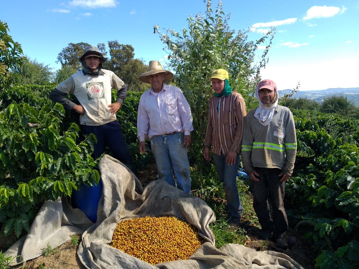 Coffee Plantation Brazil Coffee Plantation Brazil High Resolution