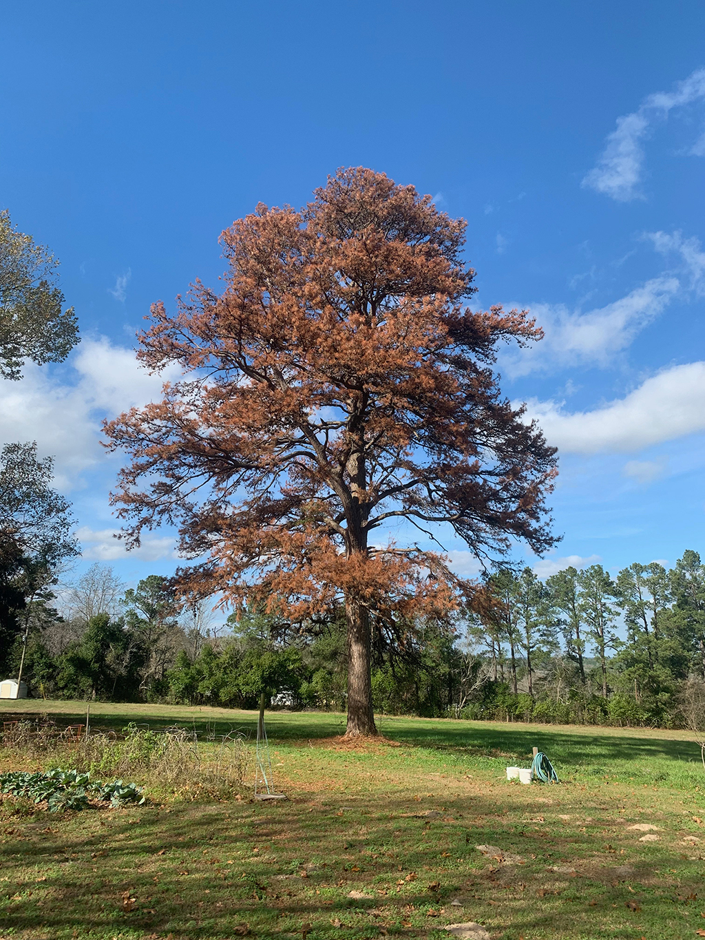 Achieve More In Less Time With Crane Tree Removal Service Dallas, TX