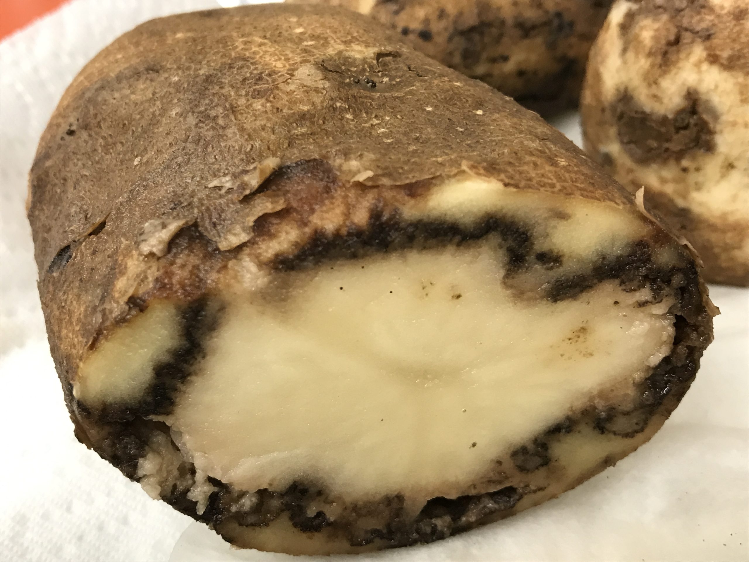New UI Extension bulletin focuses on devastating potato disease