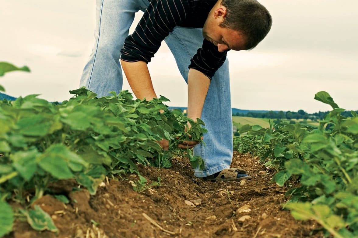 Crop Scouting Spud Smart