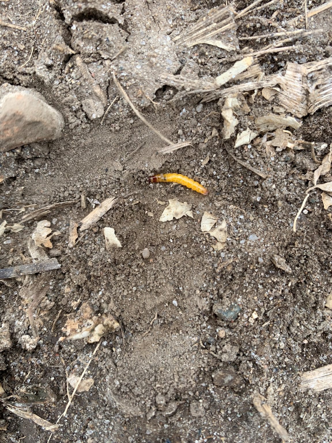 Hope for Wireworm Control Spud Smart