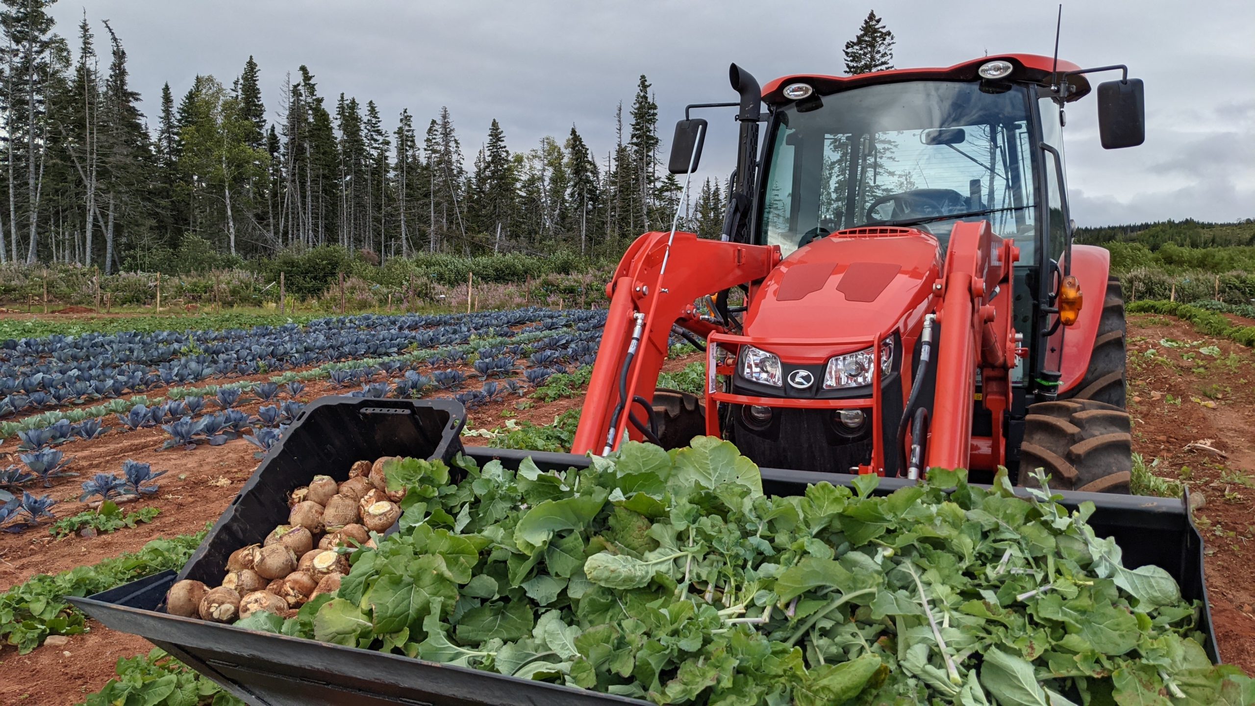 Finding New Land in Newfoundland for Potato Growing
