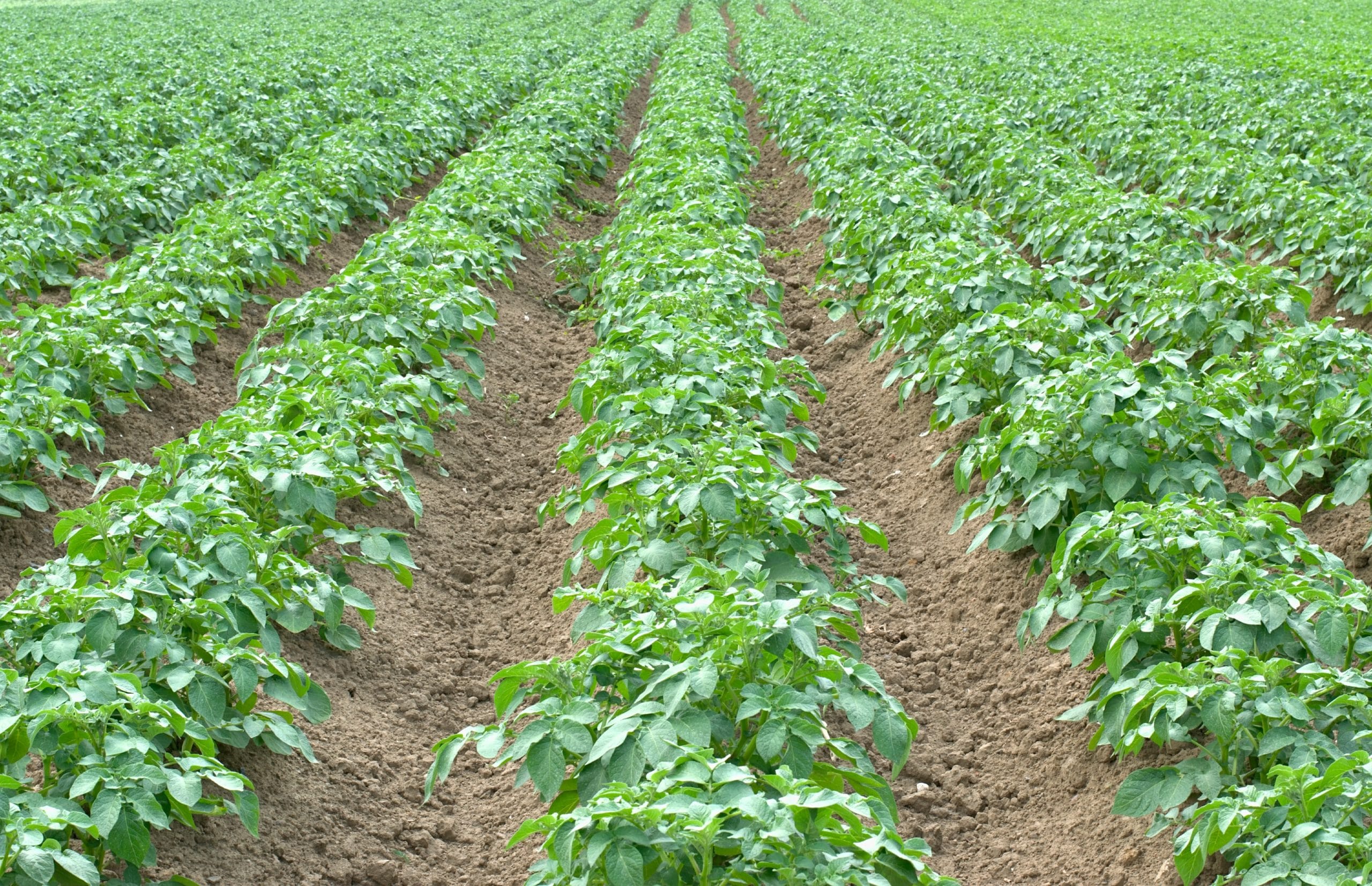Strategies for Protecting Potato Crops from Key Weeds
