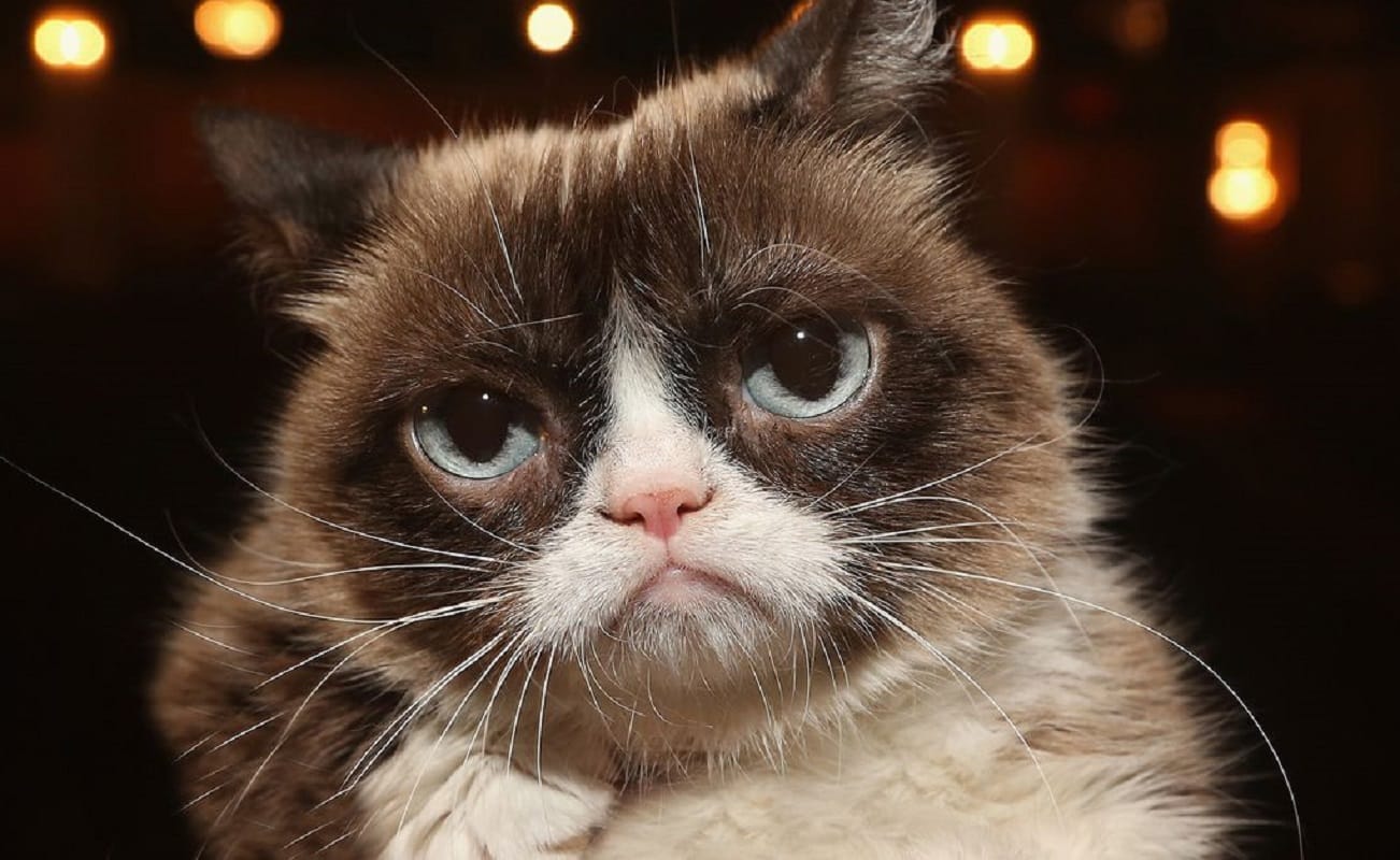 Famous Grumpy Cat ‘Tardar Sauce’ Dies At 7 Spurzine