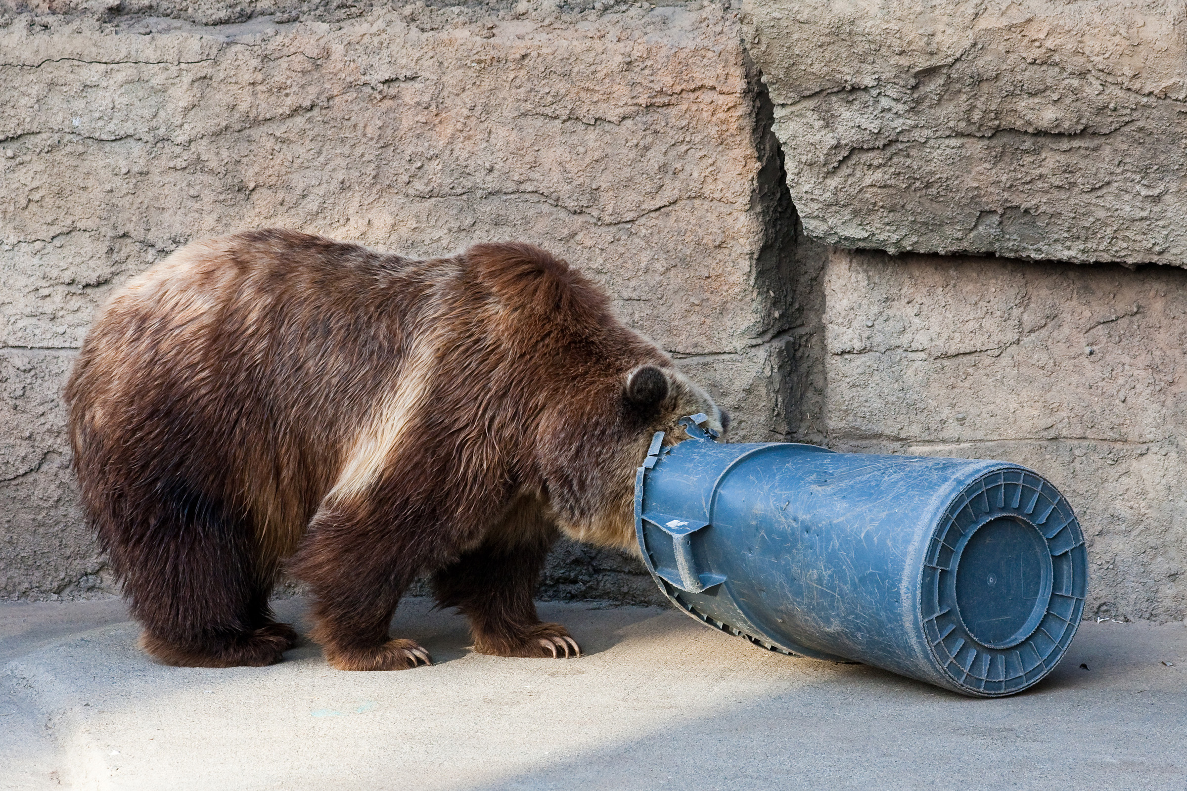 5 Best Bearproof Garbage Cans to Keep Wildlife Away in 2022 SPY