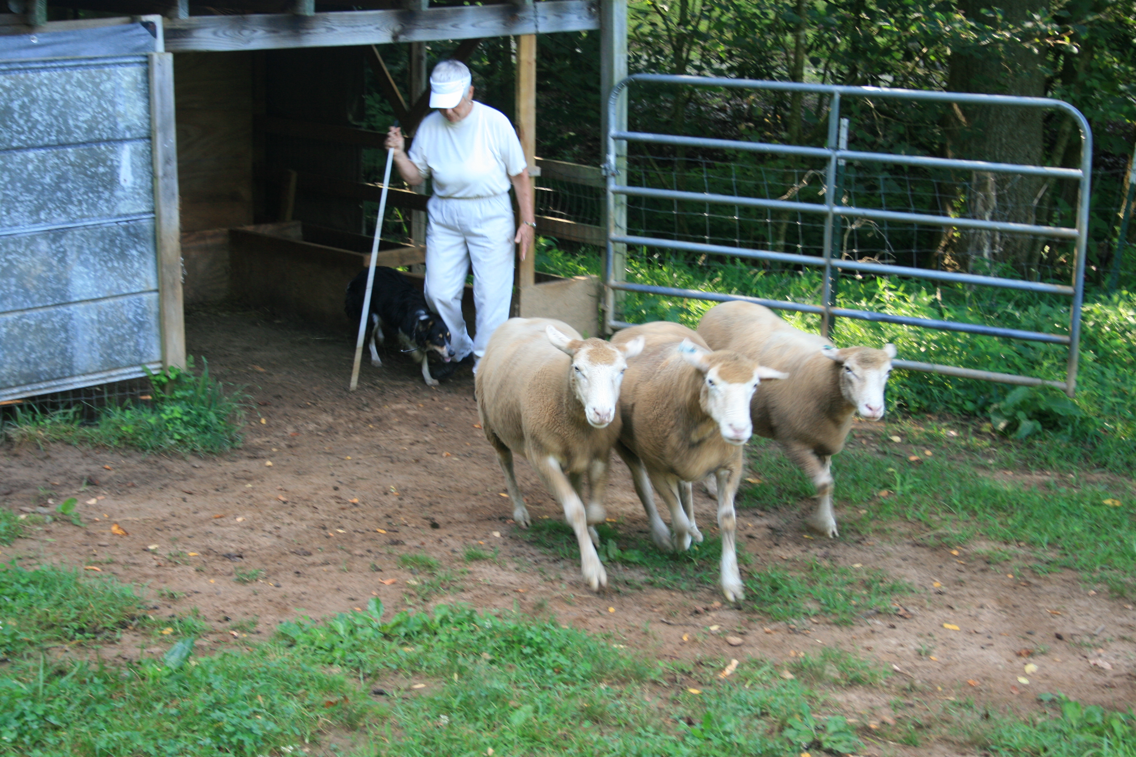 Here’s How We Begin Squirrels' Nest Farm Newsletter