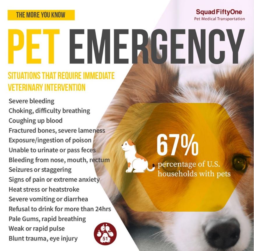 Identifying a Pet Medical Emergency Squad FiftyOne Pet Emergency Response