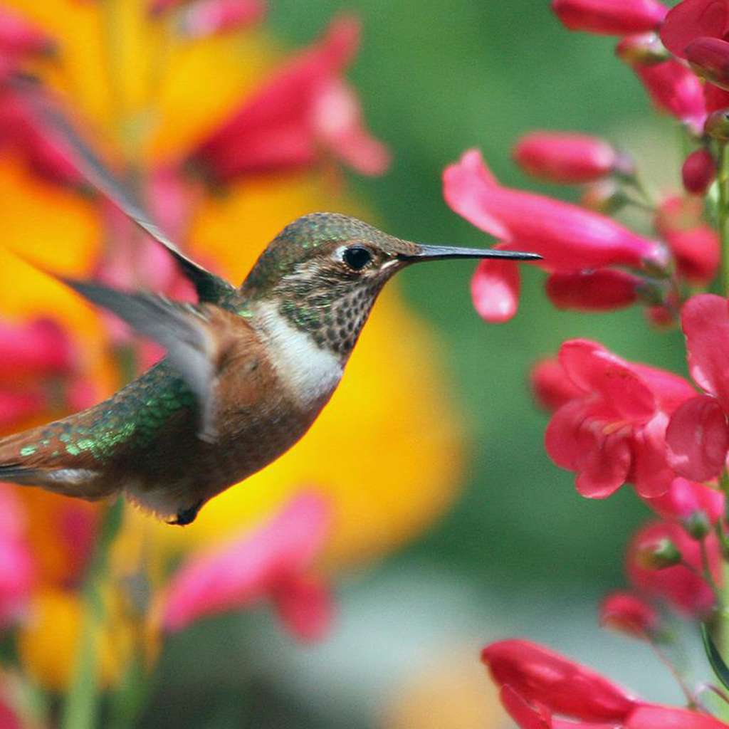 A Winter Garden for Hummingbirds Squak Mt. Greenhouses & Nursery