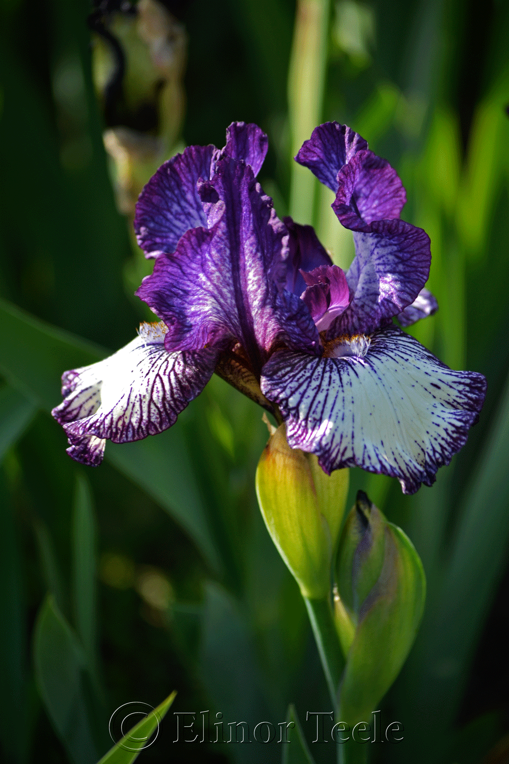Purple Bearded Iris