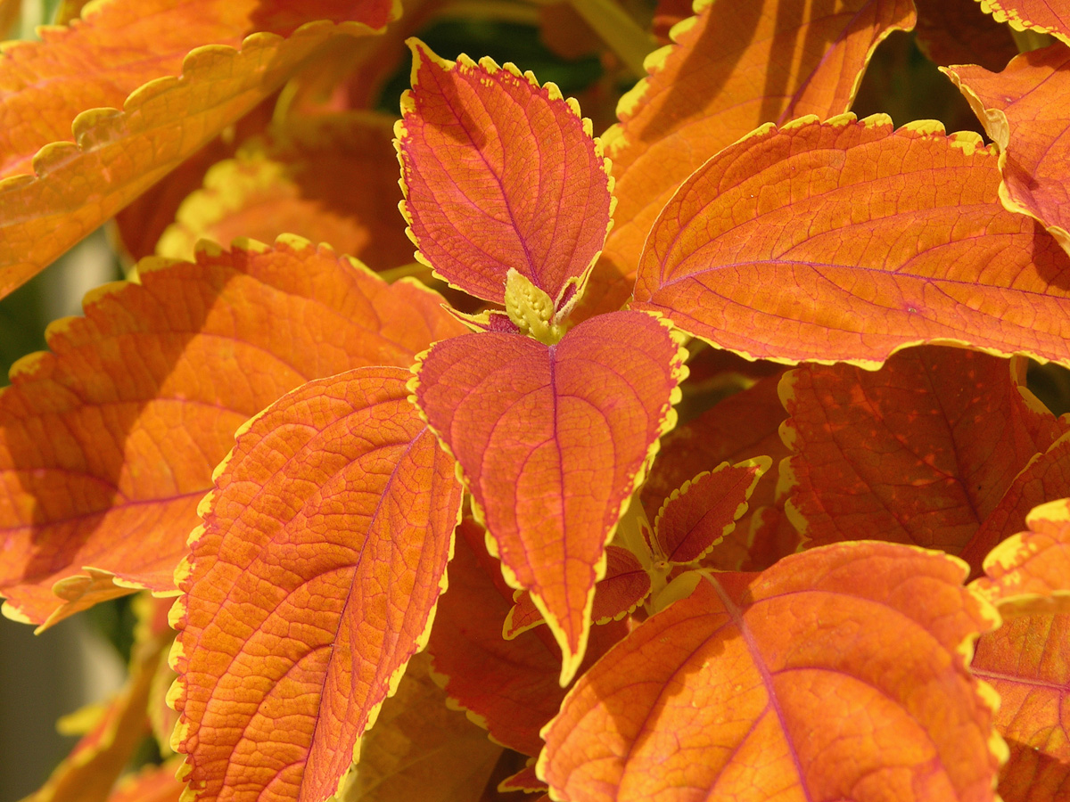 Coleus Rustic Orange