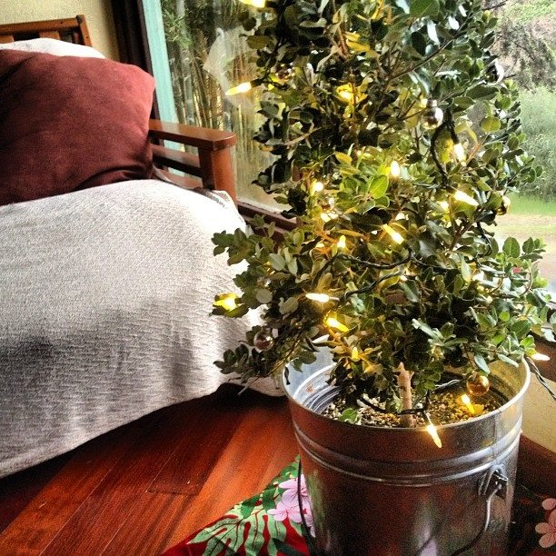 Live Native Christmas Trees (Plus Delivery)