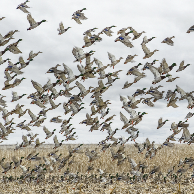 North Dakota Fall Waterfowl Hunt
