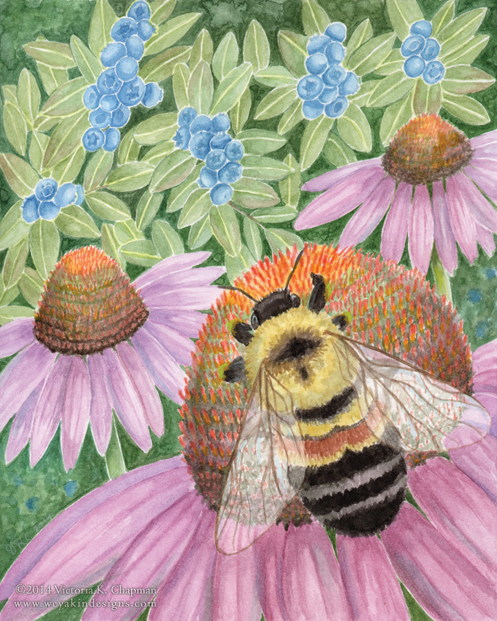 Pollinate Rusty Patched Bumble Bee Matted Digital Art Print Weyakin