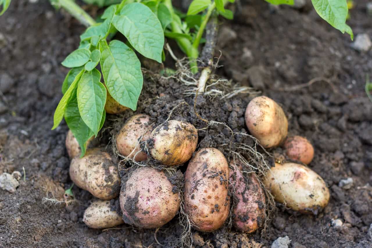 How to Grow Potatoes in Your Square Foot Garden Square Foot Gardening