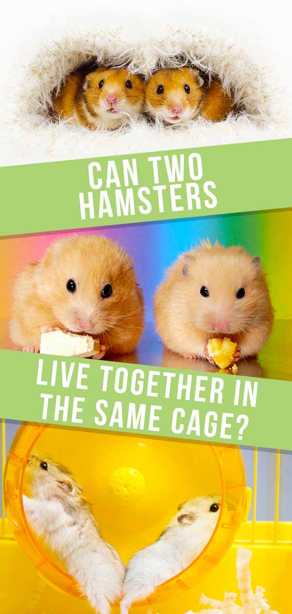 Can Hamsters Live Together Can Two Hamsters Share A Cage?