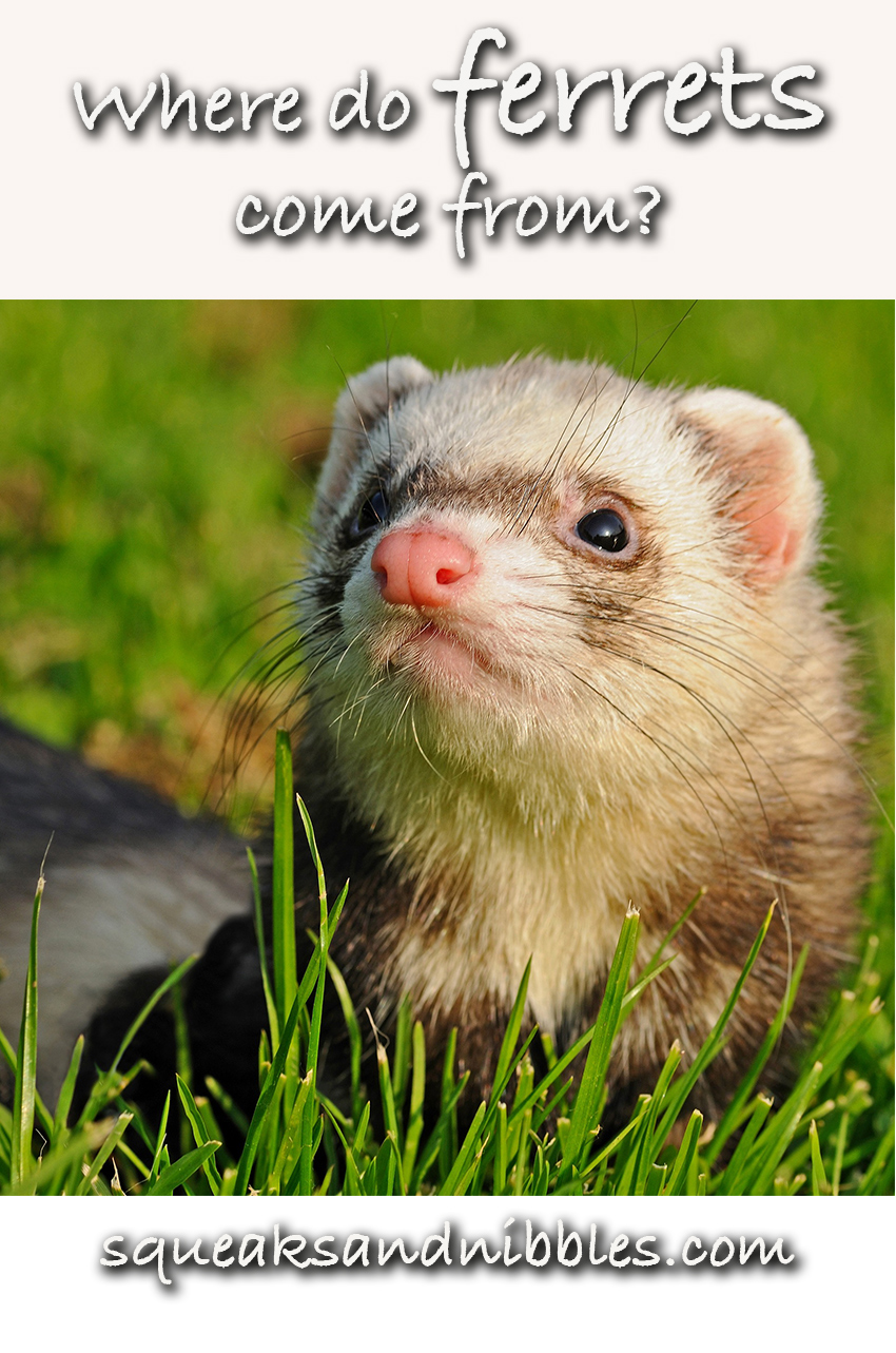 Where Do Ferrets Come From? Squeaks and Nibbles