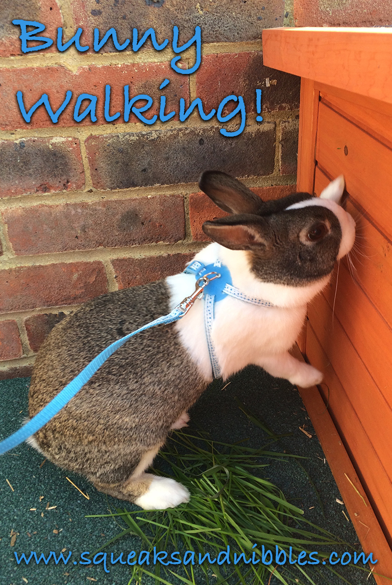 Bunny On A Leash Can You Walk A Rabbit? By Squeaks and Nibbles
