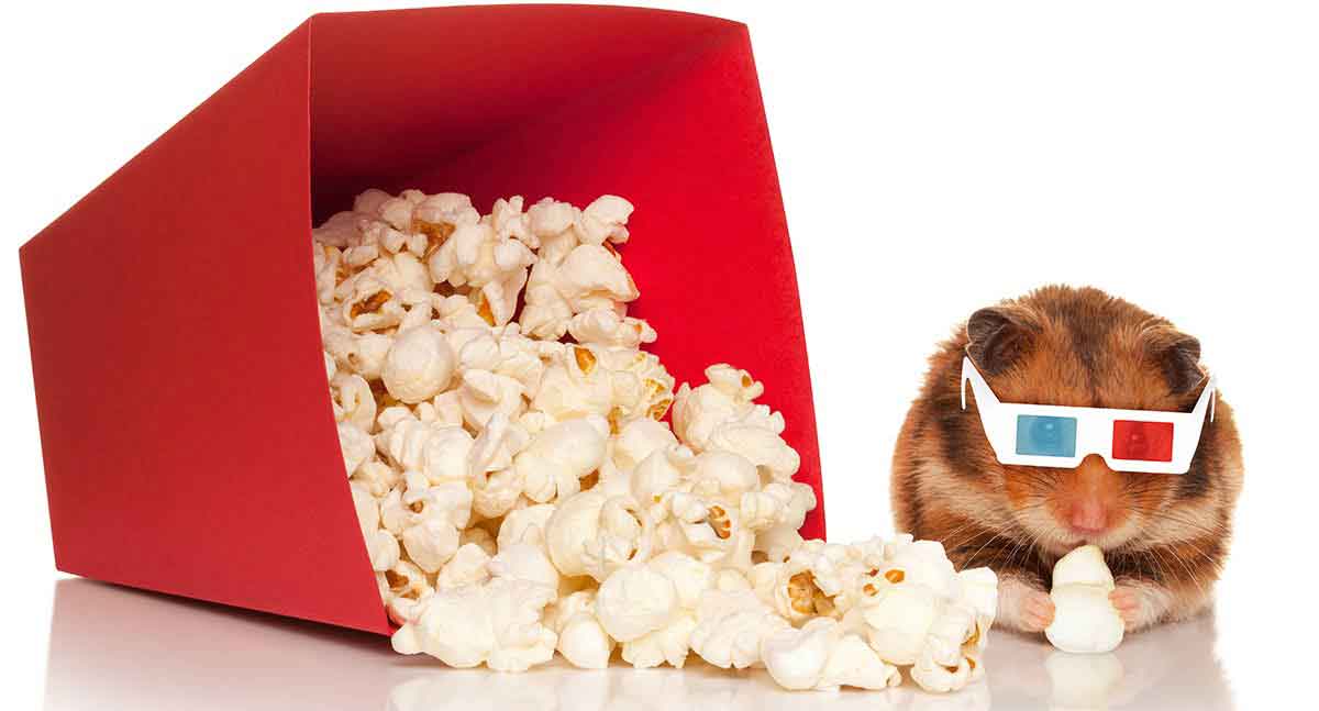 Can Hamsters Eat Popcorn A Keeping Hamsters Healthy Guide