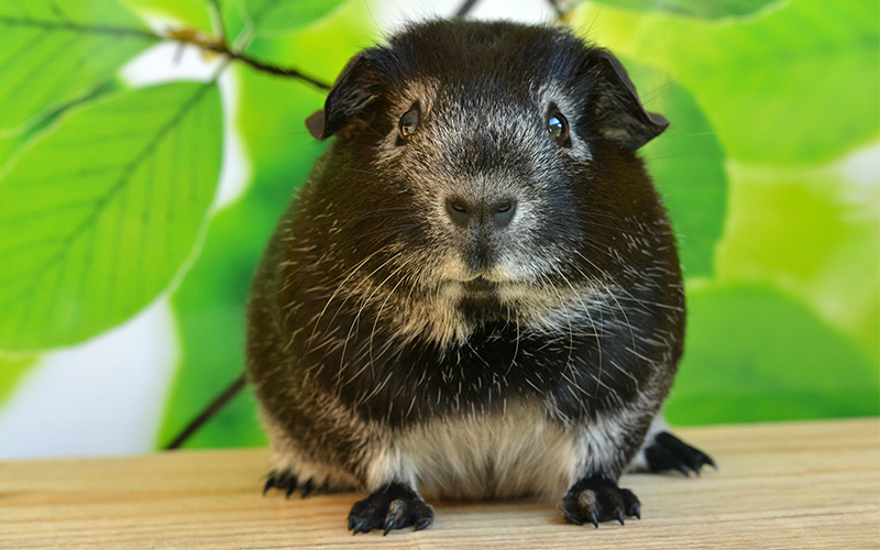 Girl Guinea Pig Names 200 Great Names for Female Guinea Pigs