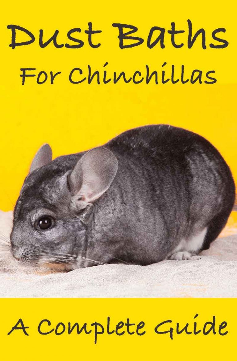 A guide to taking a chinchilla dust bath Why do chinchillas get dusty?