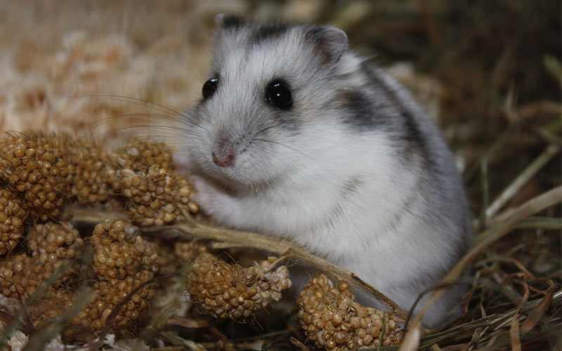 Can Hamsters Eat Guinea Pig Food? Is It Safe To Share?