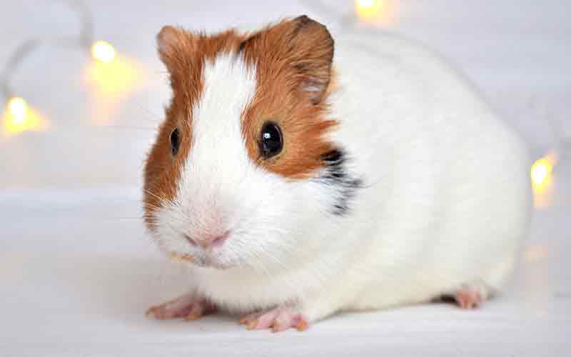 Guinea Pig Cage Size Guide The Best Indoor Guinea Pig Cages