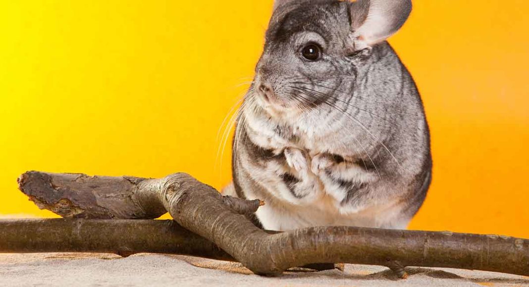 Chinchilla Dust Bath Guide Why Do Chinchillas Take Dust