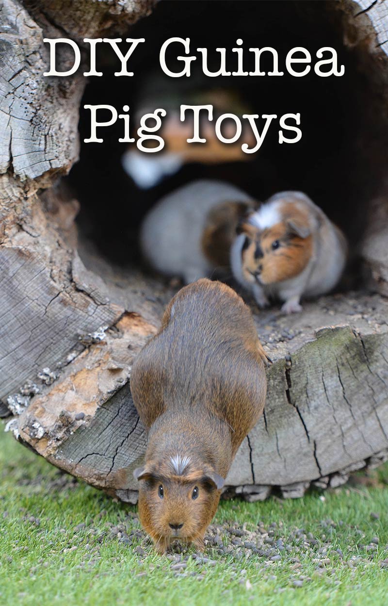 DIY Guinea Pig Toys The Best Guinea Pig Toys You Can Make