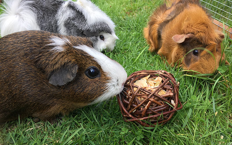 The Best Guinea Pig Toys Reviewed By Our Own Guinea Pigs