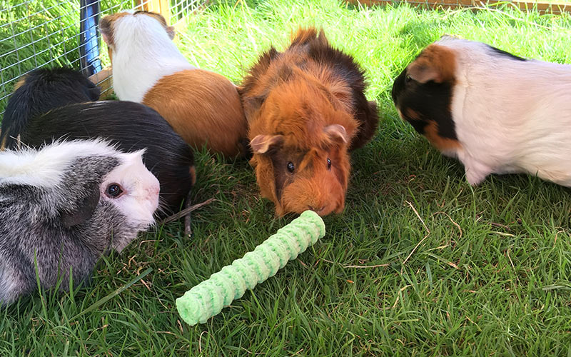 The Best Guinea Pig Toys Reviewed By Our Own Guinea Pigs