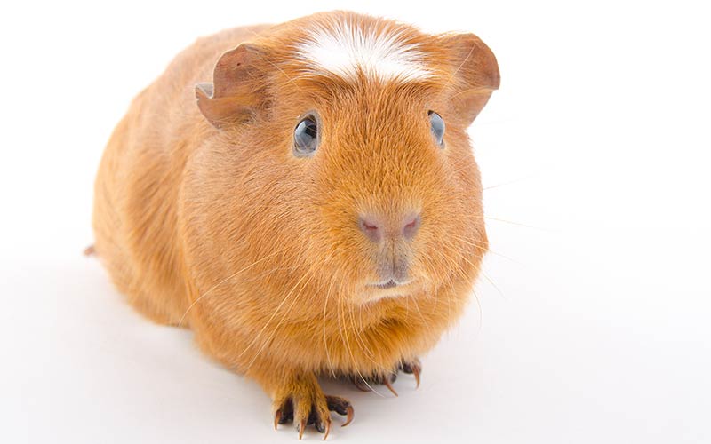 A Complete Guide To Guinea Pig Colors With Photos!
